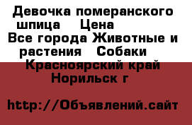 Девочка померанского шпица. › Цена ­ 40 000 - Все города Животные и растения » Собаки   . Красноярский край,Норильск г.